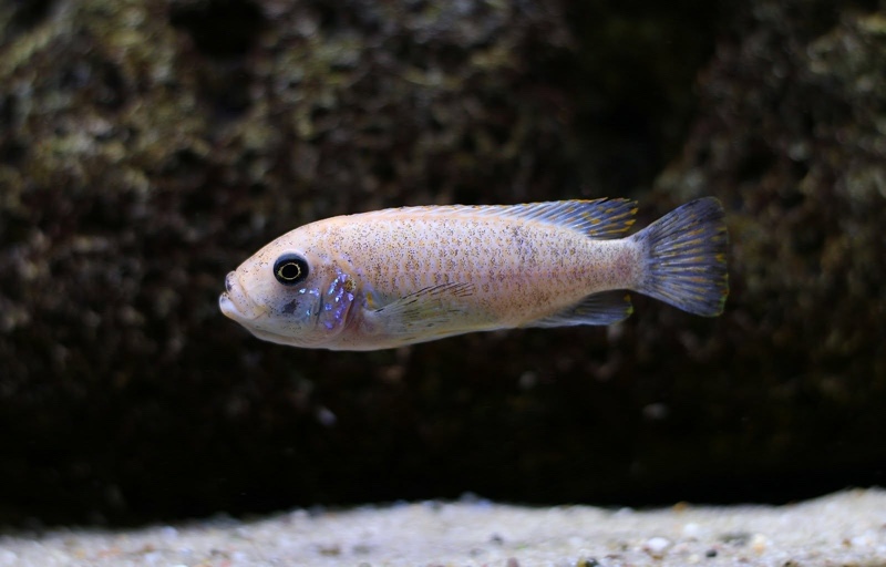 Maylandia fainzilberi 'Kirondo'